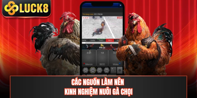 Các nguồn làm nên kinh nghiệm nuôi gà chọi