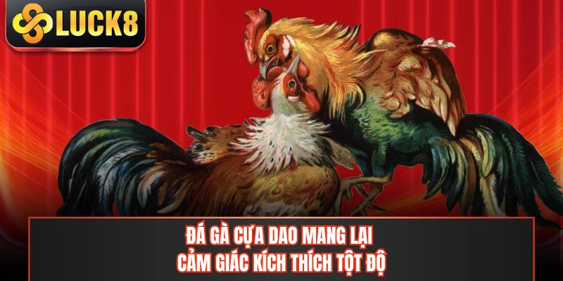 Đá gà cựa dao mang lại cảm giác kích thích tột độ