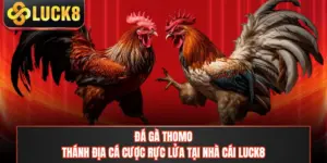Đá Gà Thomo - Thánh Địa Cá Cược Rực Lửa Tại Nhà Cái LUCK8