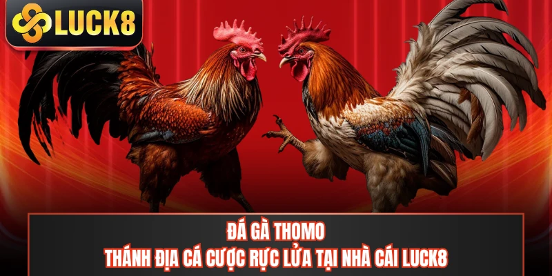 Đá Gà Thomo - Thánh Địa Cá Cược Rực Lửa Tại Nhà Cái LUCK8