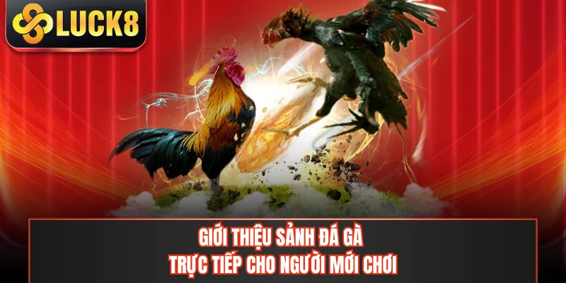 Giới thiệu sảnh đá gà trực tiếp cho người mới chơi