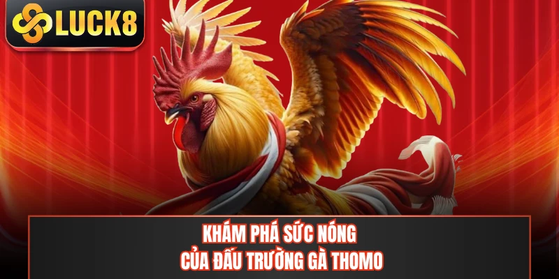 Khám phá sức nóng của đấu trường gà Thomo