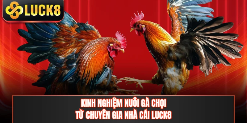 Kinh Nghiệm Nuôi Gà Chọi Từ Chuyên Gia Nhà Cái LUCK8