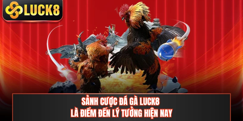 Sảnh cược đá gà LUCK8 là điểm đến lý tưởng hiện nay