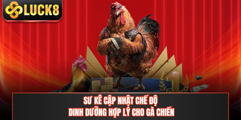 Sư kê cập nhật chế độ dinh dưỡng hợp lý cho gà chiến