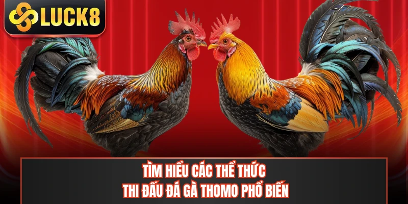 Tìm hiểu các thể thức thi đấu đá gà Thomo phổ biến