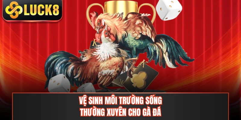 Vệ sinh môi trường sống thường xuyên cho gà đá